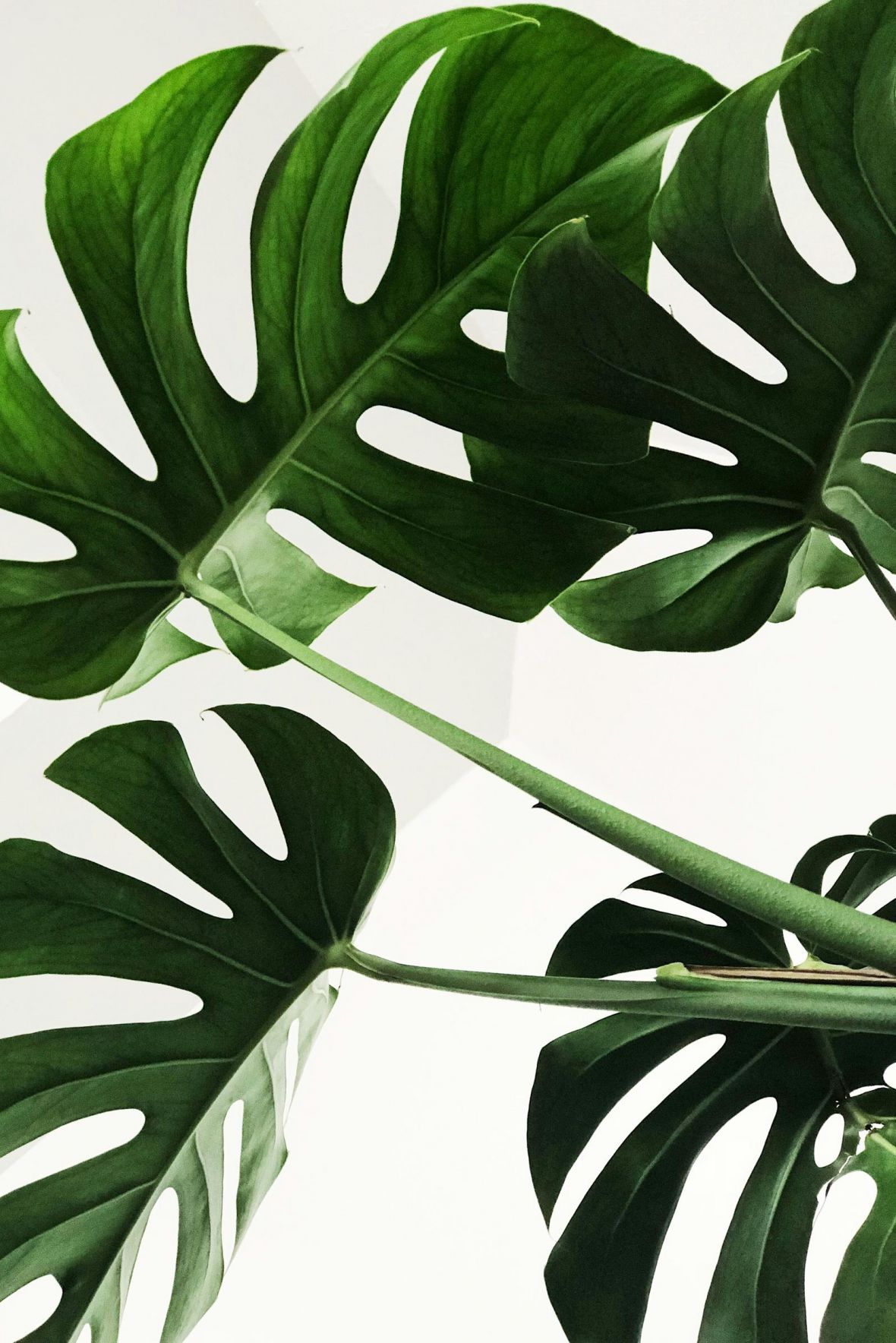 BelterraTracy Primary Bedroom with Patio Windows